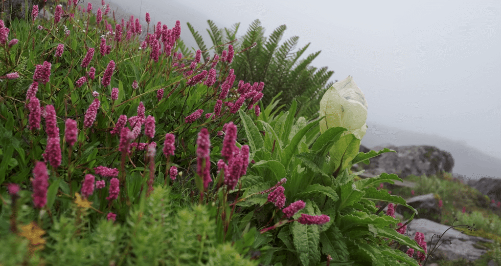 valley of flowers