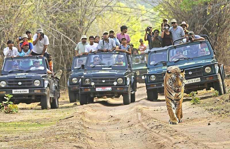 Bandipur Tiger Reserve Karnataka
