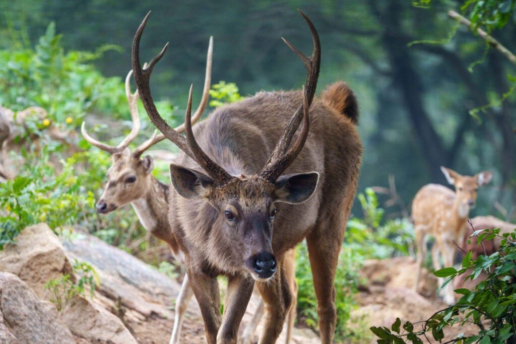 Bannerghatta National Park Karnataka