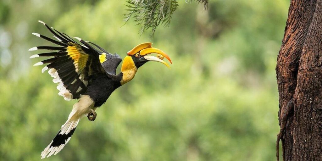 Dandeli Wildlife Sanctuary Karnataka