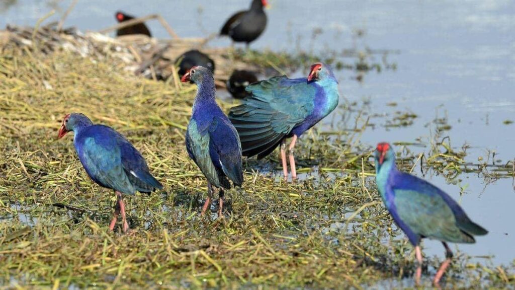 Harike Wetland