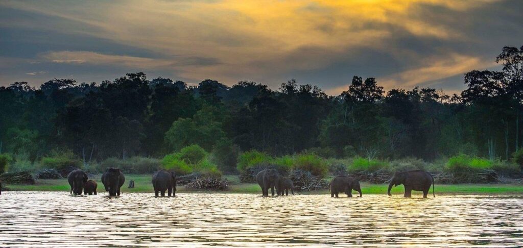 Kabini Wildlife Experience Karnataka