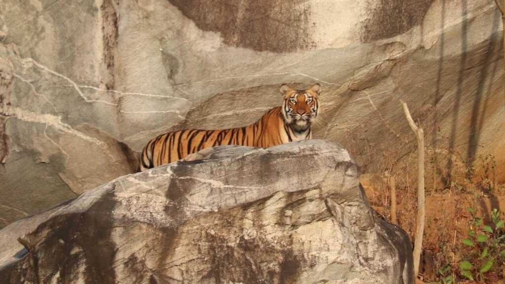 Kali Tiger Reserve Karnataka