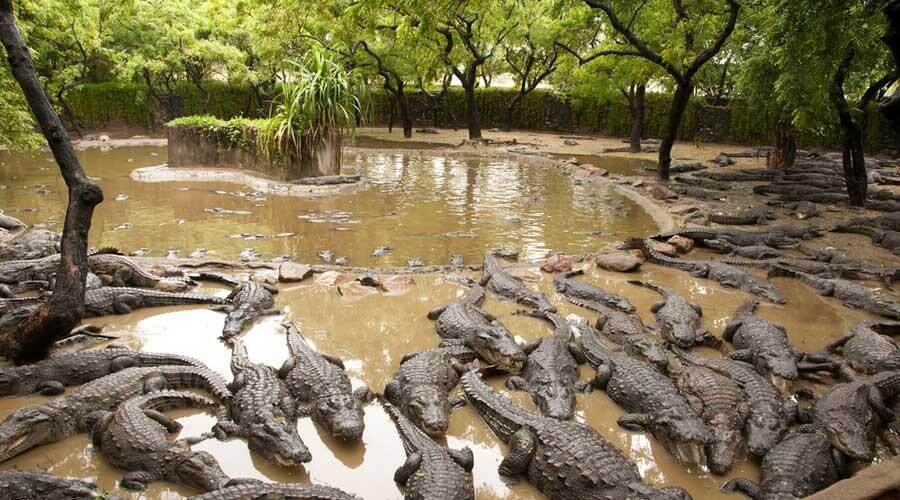 Madras Crocodile Bank near Mahabalipuram