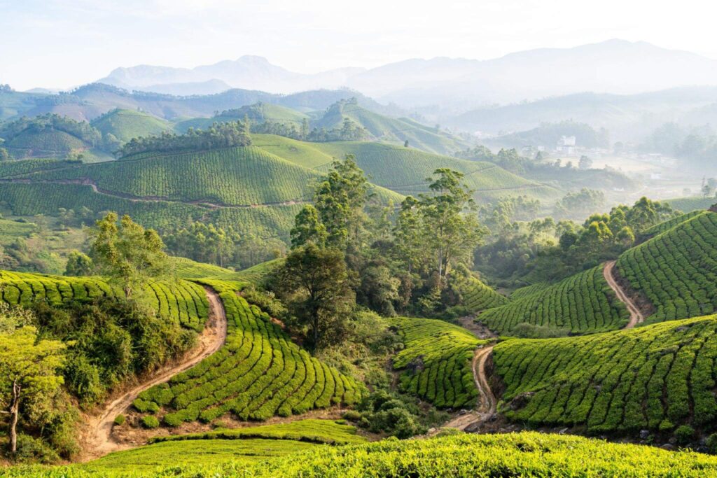 Munnar, Kerala