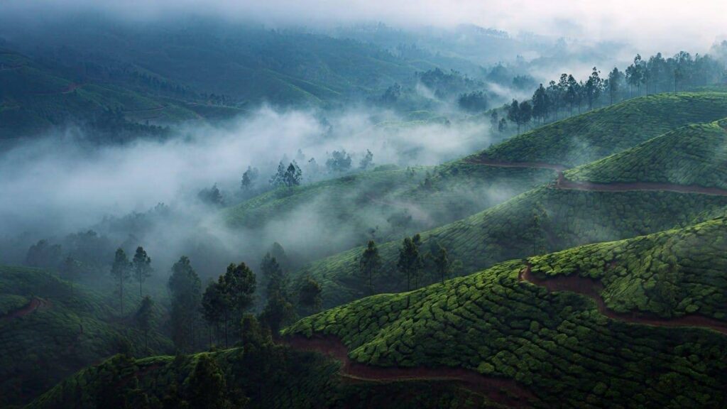 Munnar, Kerala