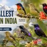 Smallest Birds in India