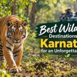 Wildlife Destinations in Karnataka