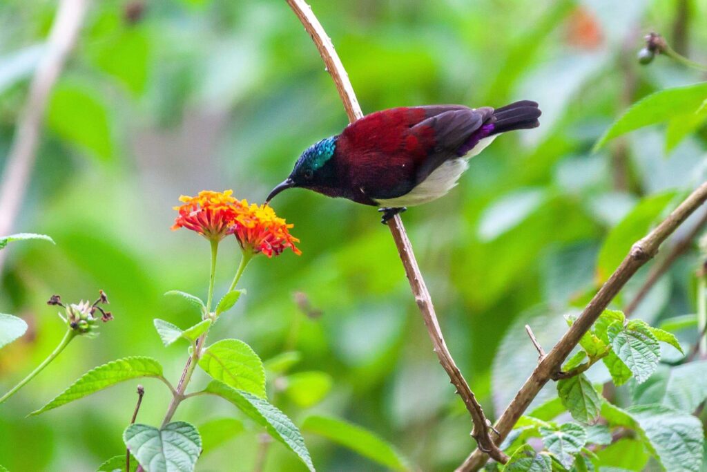 crimson-backed sunbird