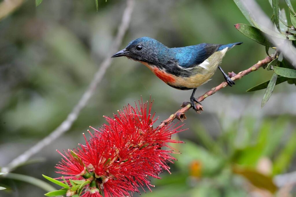 fire-breasted flowerpecker