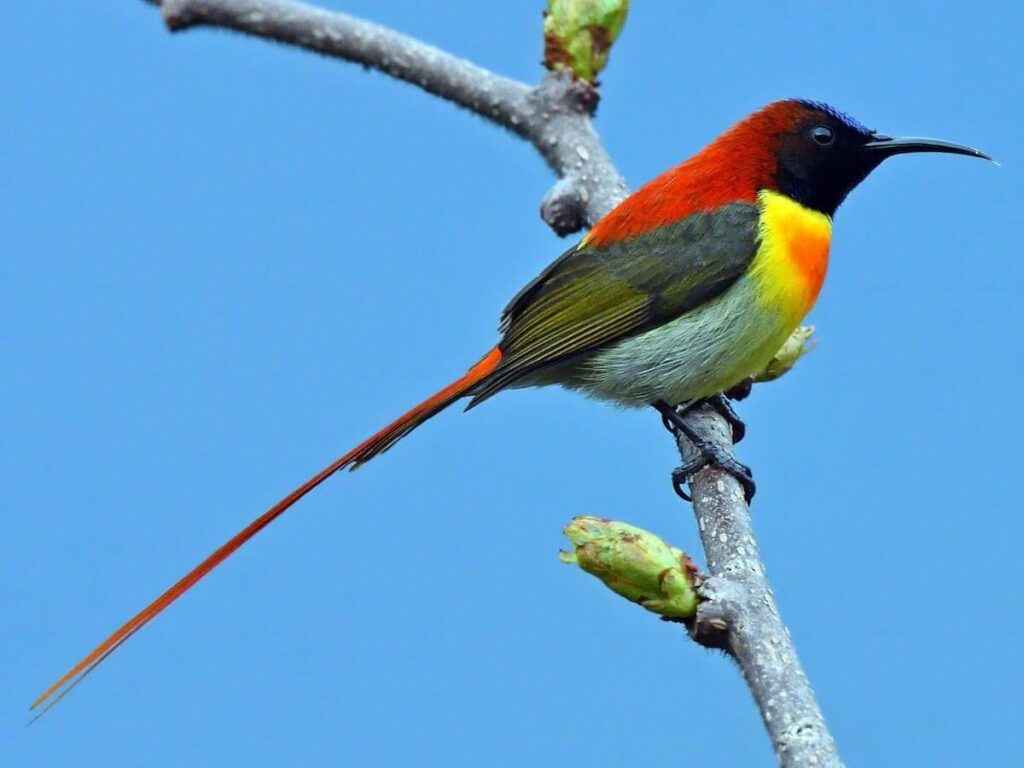 fire-tailed sunbird