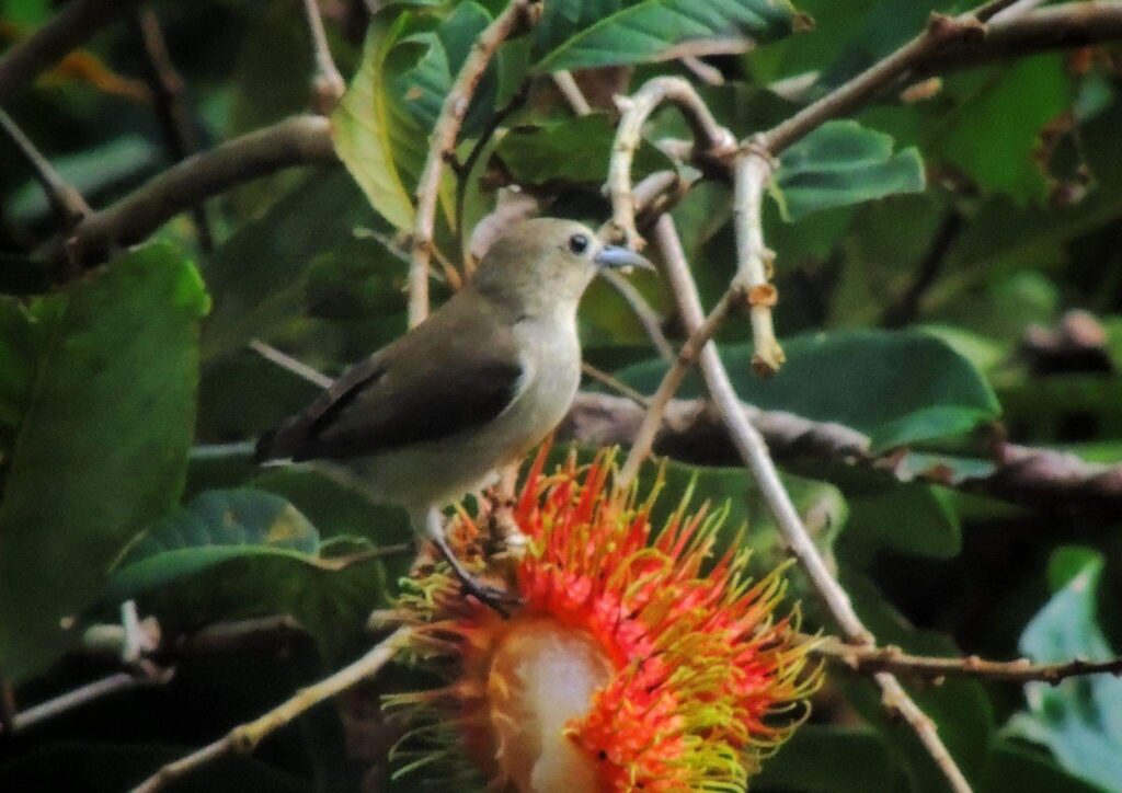 nilgiri flowerpecker