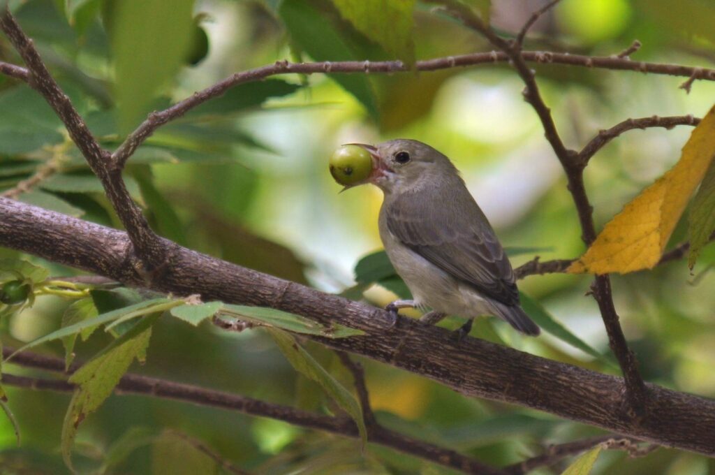 pale-billed flowerpecker