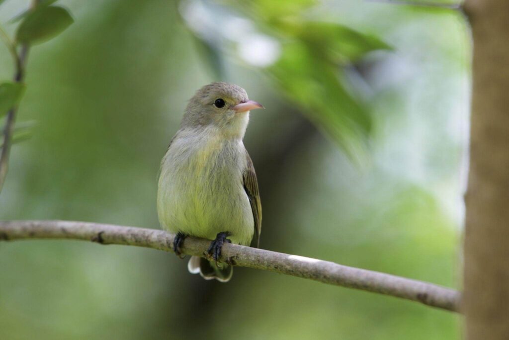plain flowerpecker