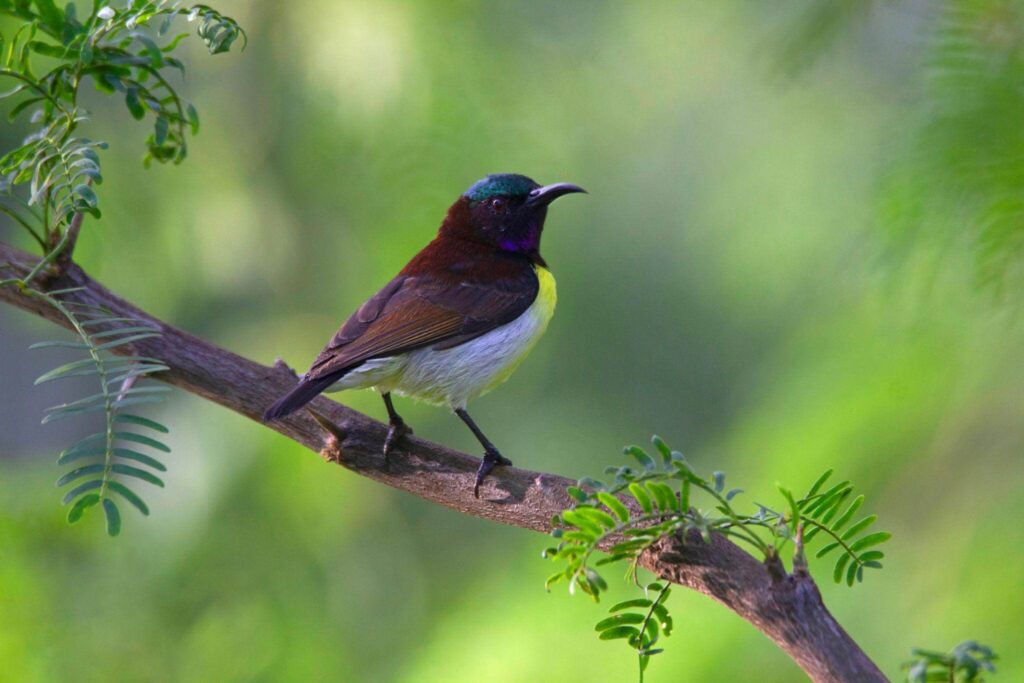 purple-rumped sunbird