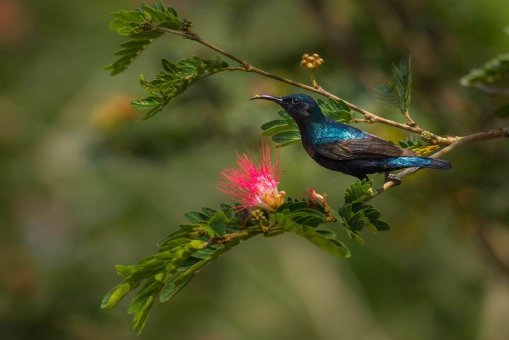purple sunbird
