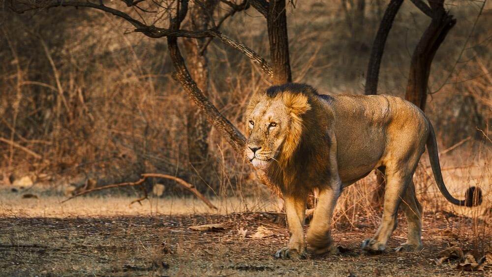 Asiatic Lions - A Conservation Story Unique to Gujarat
