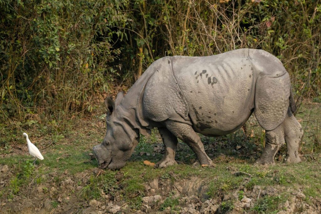 Assam's Rhinoceros - Protecting a Living Symbol