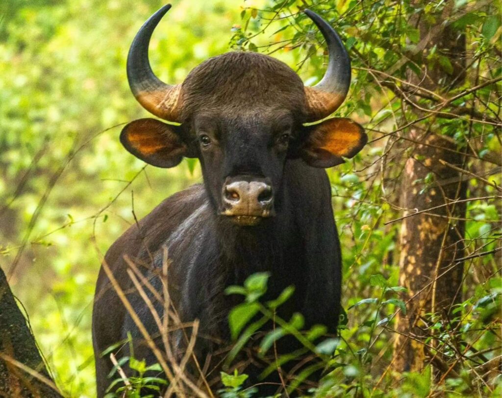 B.R. Hills Wildlife Sanctuary, Karnataka