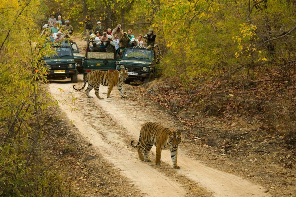Bandhavgarh National Park, Madhya Pradesh