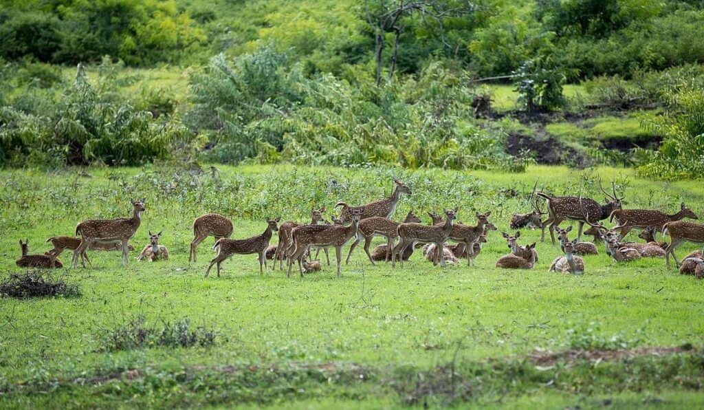 Bandipur National Park, Karnataka