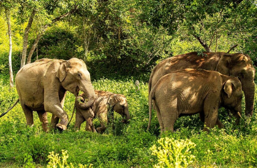 Bandipur National Park, Karnataka