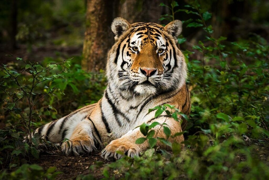 Bandipur National Park, Karnataka