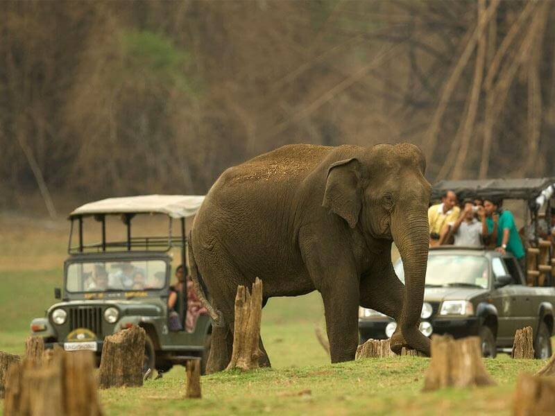 Bandipur National Park, Karnataka