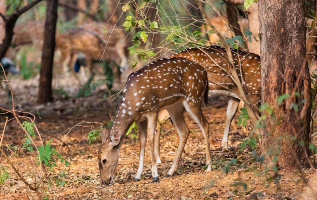 Bannerghatta National Park, Karnataka