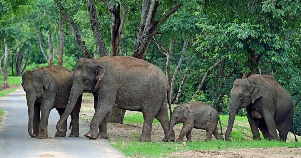 Bannerghatta National Park, Karnataka