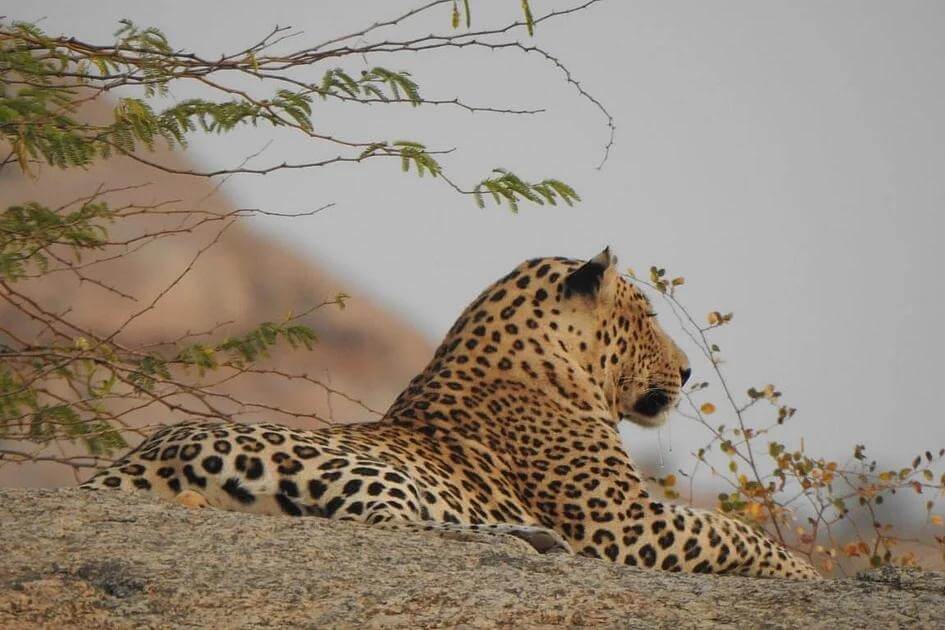 Bera, Rajasthan – Leopard Country