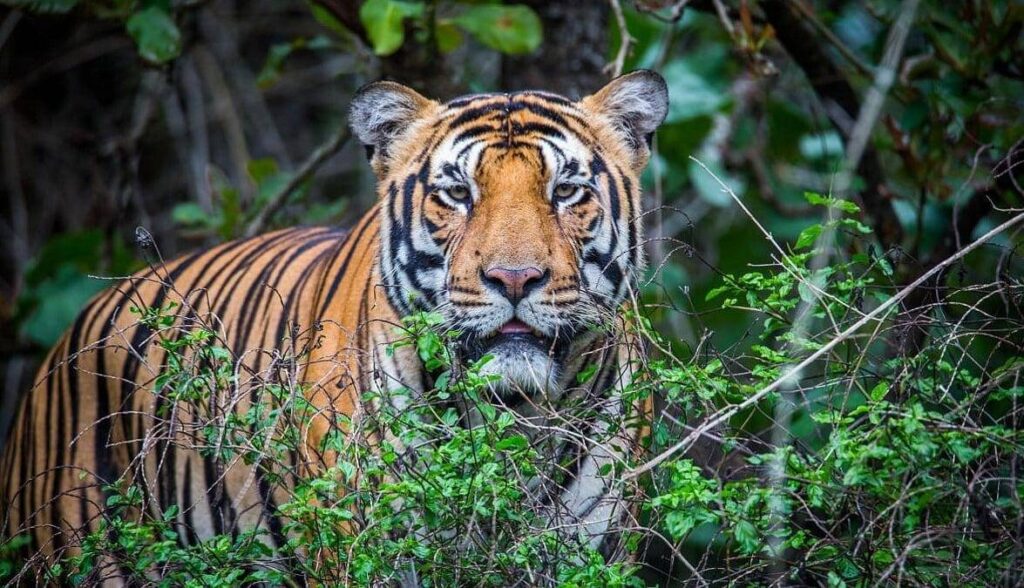 Bhadra Wildlife Sanctuary, Karnataka