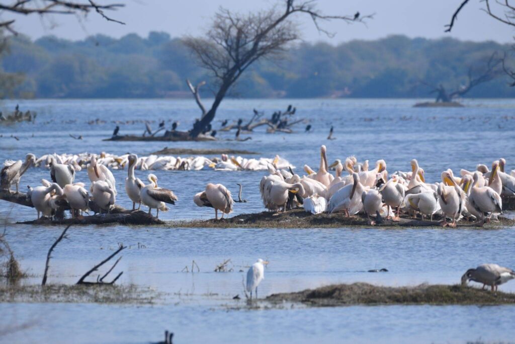 Bharatpur — Keoladeo National Park with birds