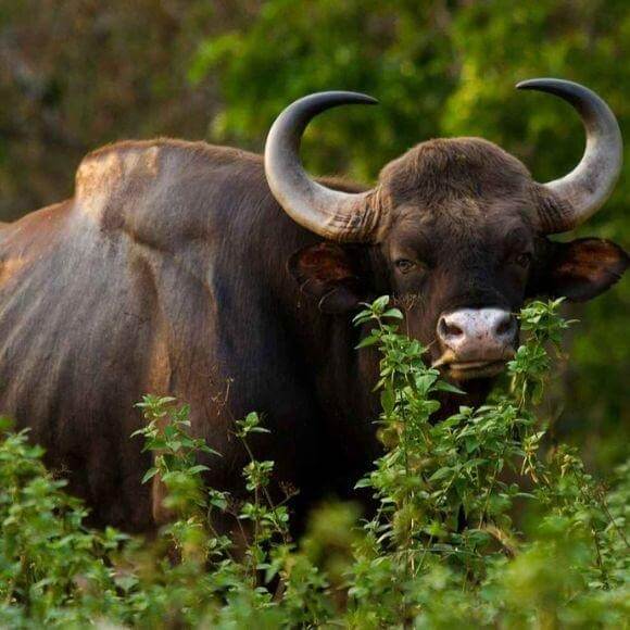 Dandeli Wildlife Sanctuary, Karnataka