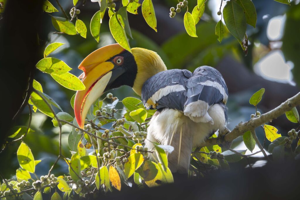 Dandeli Wildlife Sanctuary, Karnataka