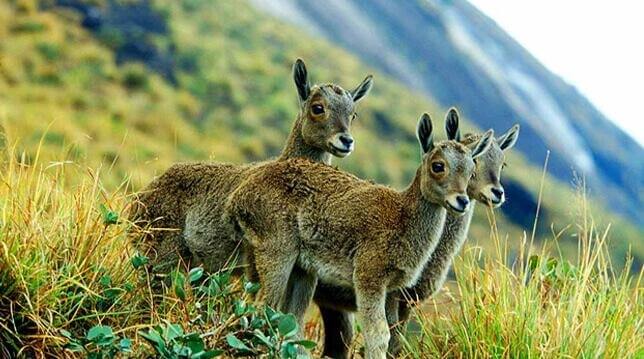 Eravikulam National Park, Kerala