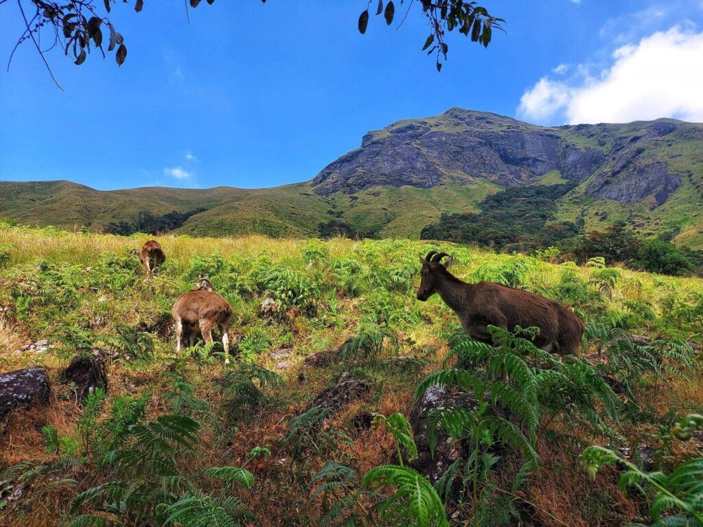 Eravikulam National Park, Kerala