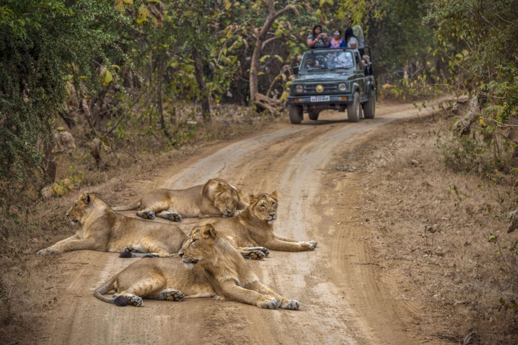 Gir National Park, Gujarat