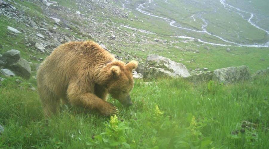 Great Himalayan National Park, Himachal Pradesh