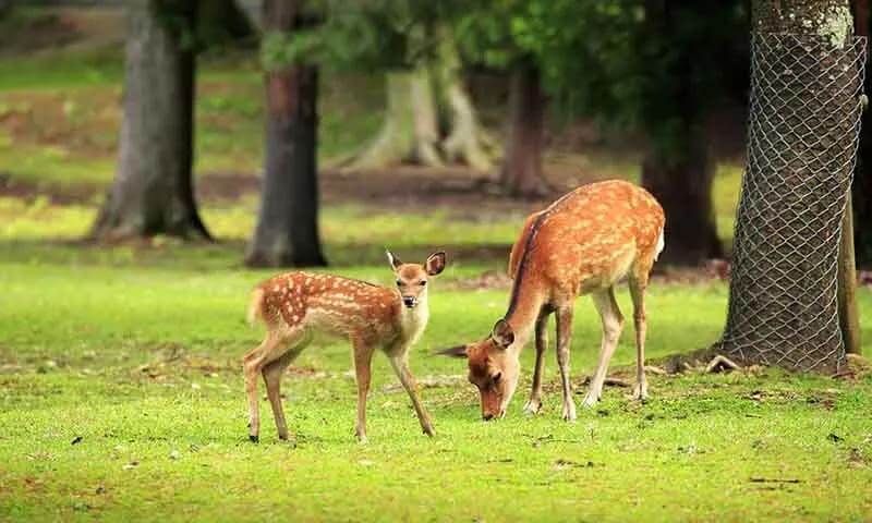 Guindy National Park, Tamil Nadu