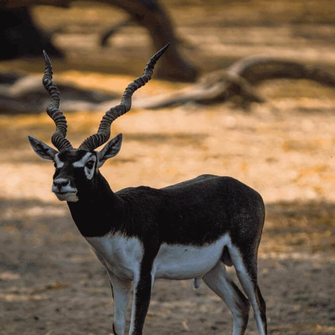 Guindy National Park, Tamil Nadu