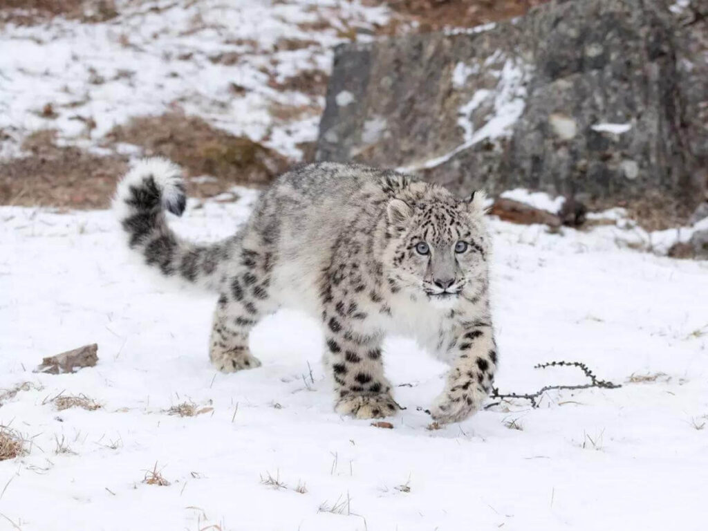 Hemis National Park, Ladakh