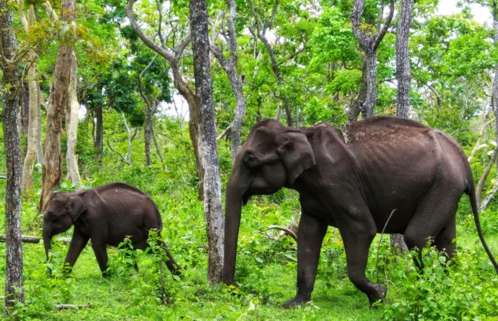 India's Elephant Conservation Efforts
