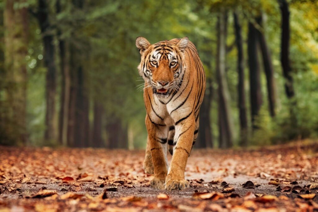 India's Tiger Conservation Story