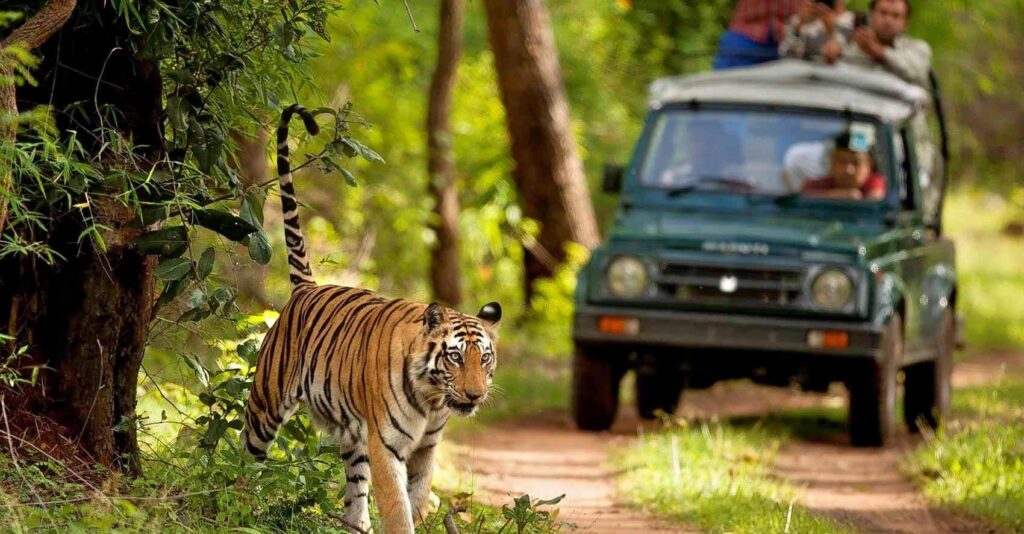 Jim Corbett — Tiger safari jeep