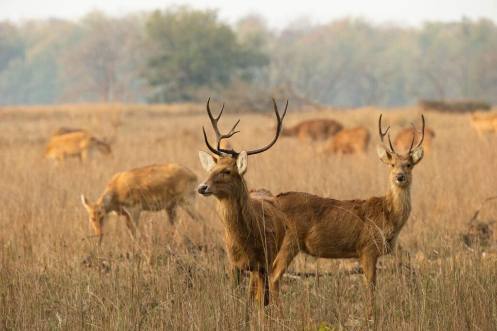 Kanha National Park, Madhya Pradesh