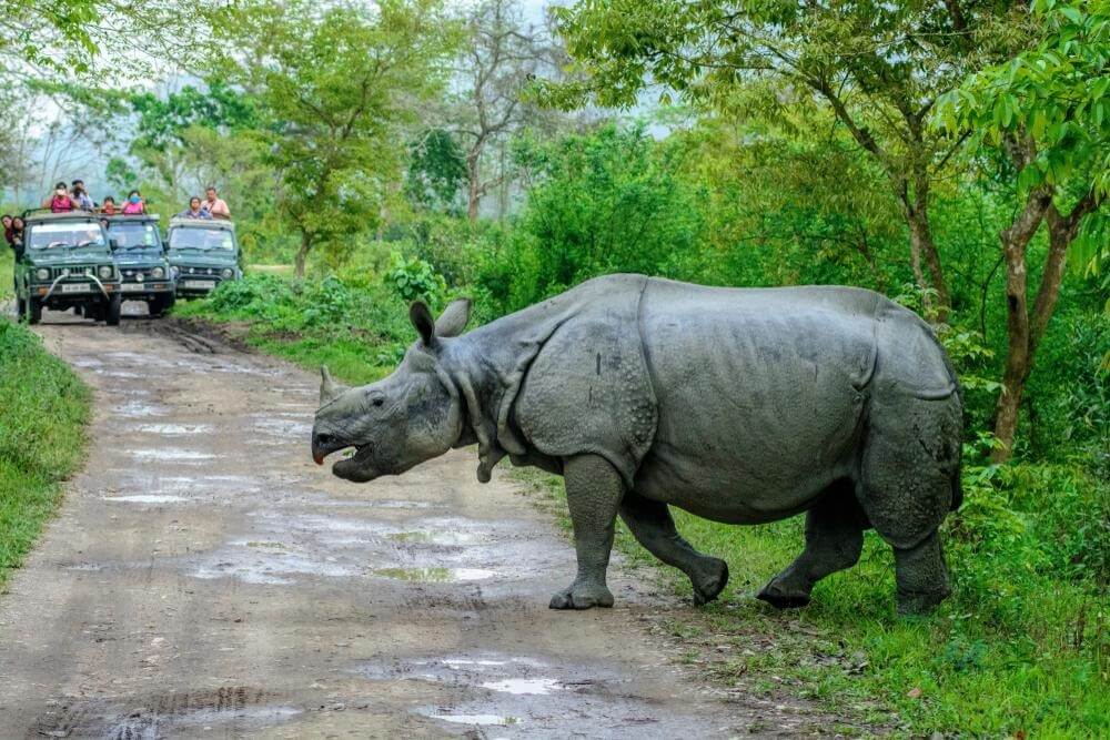 Kaziranga National Park, Assam