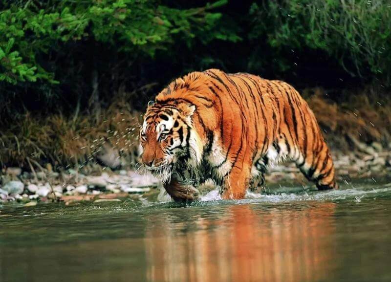 Manas National Park, Assam