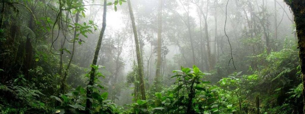 Mathikettan Shola National Park, Kerala