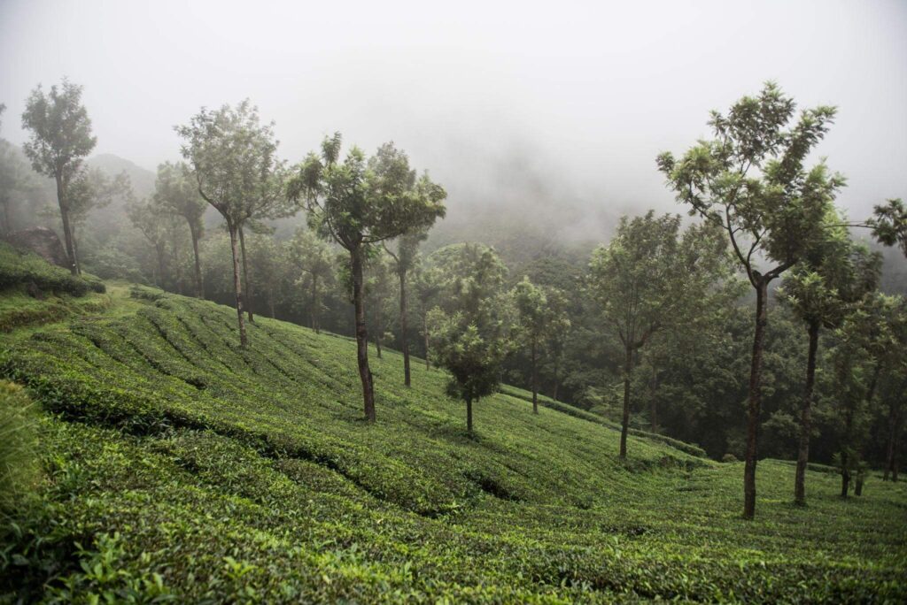 Mathikettan Shola National Park, Kerala
